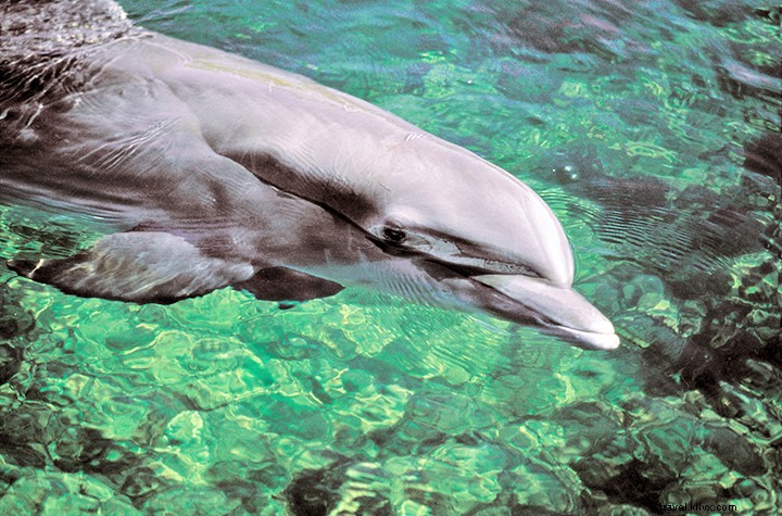 12 Compelling Reasons to Make Fort Myers & Sanibel Your Summer Family Vacation Destination